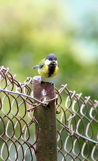 Close-up of bird perching on chainlink fence