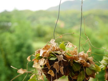 Close-up of insect on plant