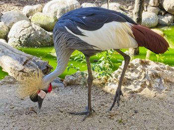 View of bird on rock