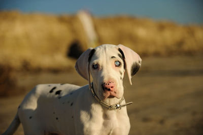 Close-up portrait of dog on beach against sky