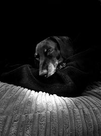 Dog resting on sofa at home