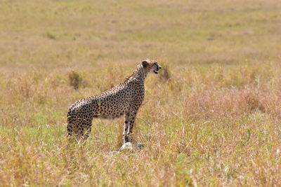 Side view of a cheetah on field