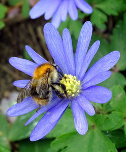 Close-up of honey bee on purple flower