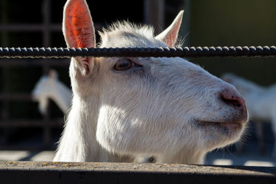 Close-up portrait of a goat