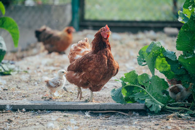 Birds in a farm