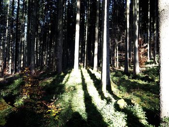 Trees in forest