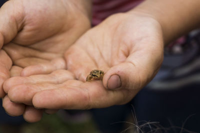 Close-up of hand holding a frog