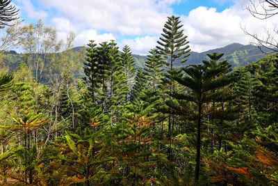 Low angle view of pine trees against sky