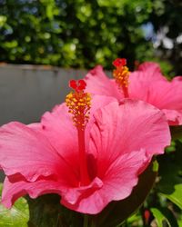 Close-up of pink hibiscus blooming outdoors