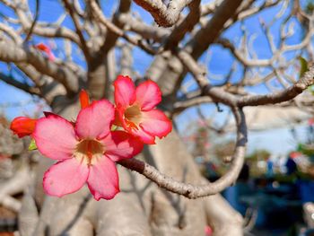 Close-up of pink cherry blossoms in spring
