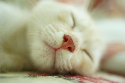 Close-up of cat sleeping