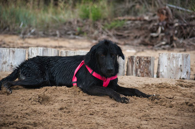 Wet black dog with red collar lying on the sand at the beach