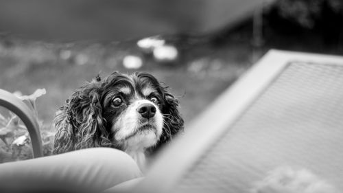 Close-up of hand holding dog