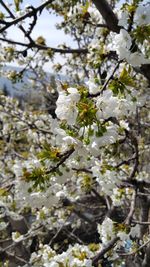 Close-up of white flowers on tree