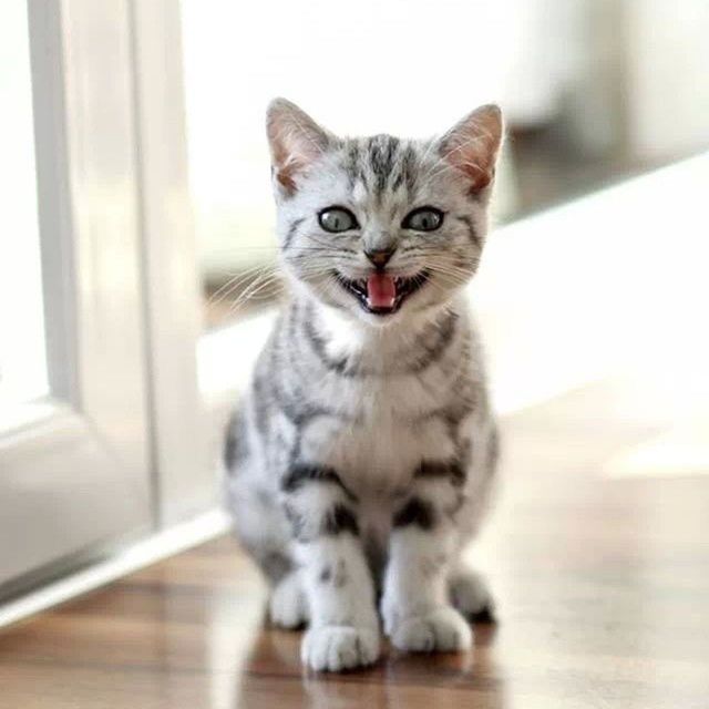 domestic cat, pets, domestic animals, animal themes, cat, one animal, indoors, mammal, feline, portrait, looking at camera, whisker, sitting, home interior, front view, focus on foreground, staring, selective focus, close-up, alertness