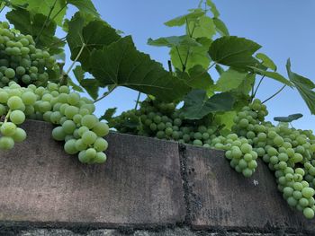 Low angle view of grapes growing in vineyard