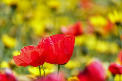 Close-up of red tulip