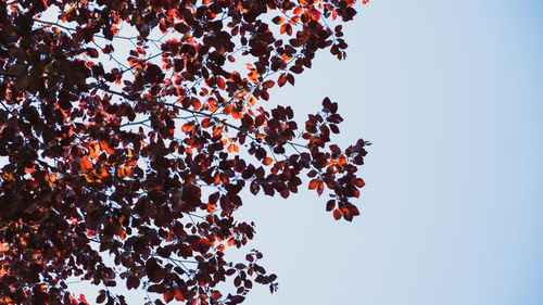 Low angle view of tree against clear sky