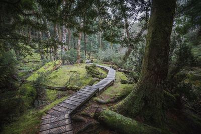 Footpath amidst trees in forest