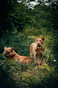 Lion in a forest