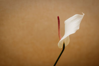 Close-up of white flower