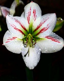 Close-up of water drops on flower