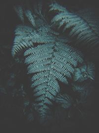 Full frame shot of tree leaves