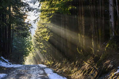 Road amidst trees in forest