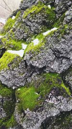 Close-up of moss growing on rock