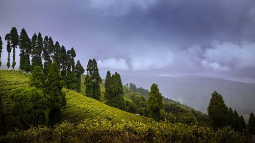 Panoramic view of pine trees against sky