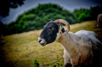 Portrait of sheep on field