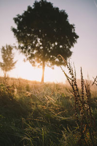 Close-up of grass against sky during sunset