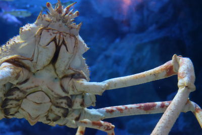 Close-up of turtle in sea