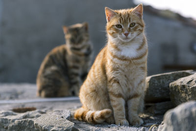 Close-up of cat sitting outdoors