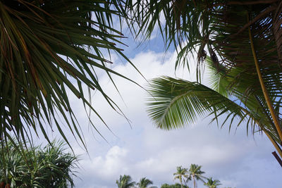 Low angle view of palm trees against sky