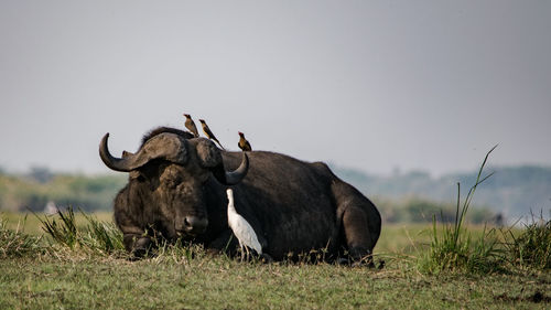 Water buffalo sitting with birds on field against sky