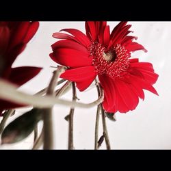 Close-up of red flowers