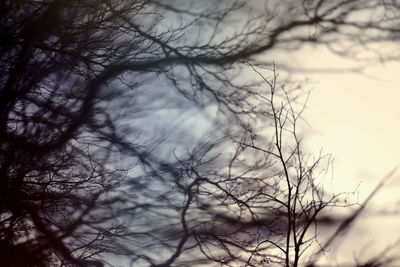 Close-up of bare tree against sky
