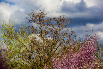 Low angle view of trees against cloudy sky