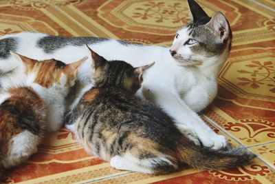 High angle view of cat resting on bed at home