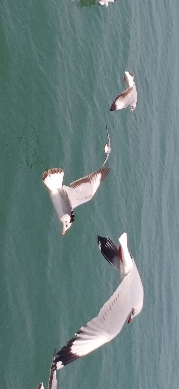 HIGH ANGLE VIEW OF SEAGULLS FLYING OVER SEA