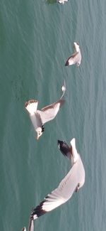 High angle view of seagull flying over sea