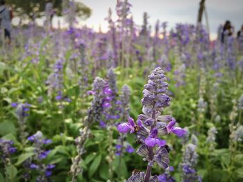 Close-up of honey bee on purple flowers blooming on field