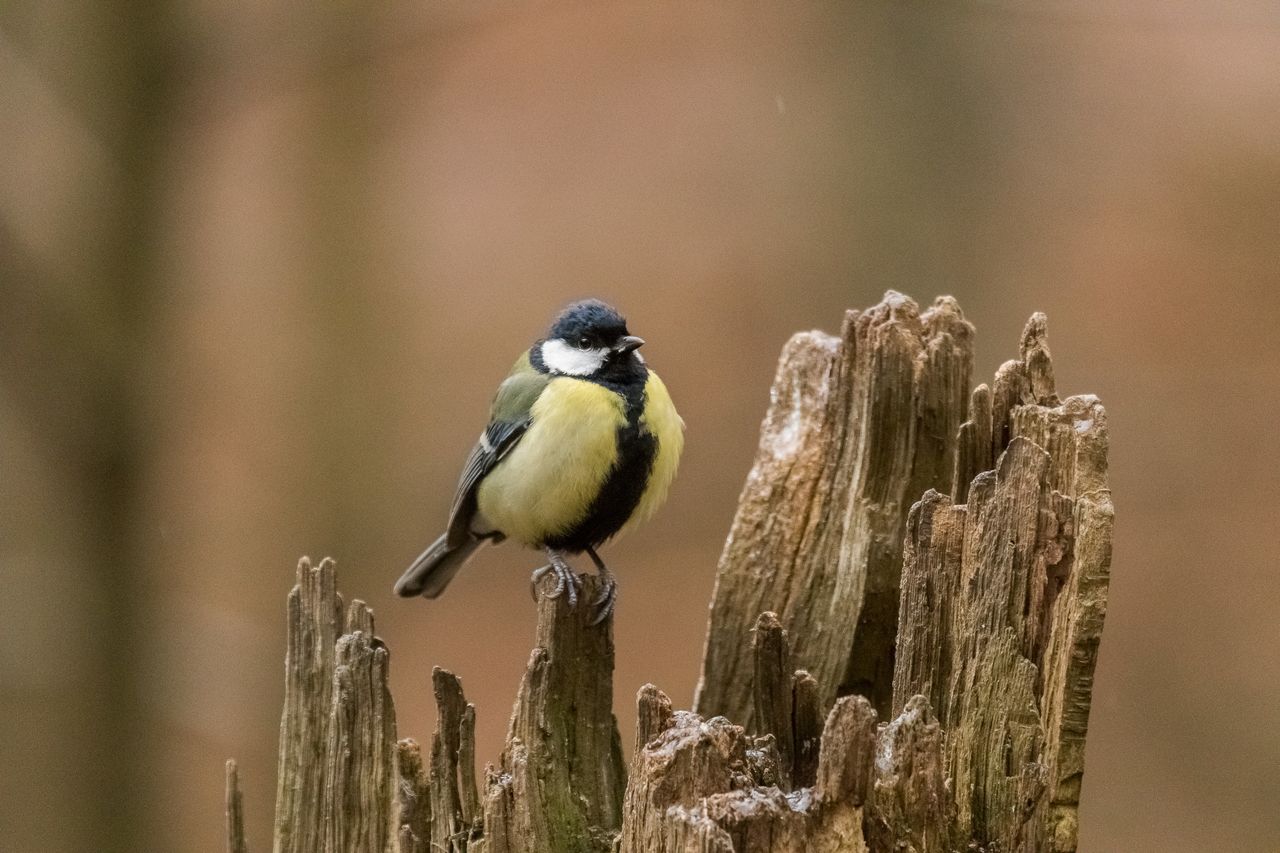animals in the wild, one animal, animal wildlife, bird, animal themes, focus on foreground, perching, great tit, no people, nature, day, close-up, outdoors, beauty in nature, bluetit