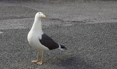 Close-up of seagull perching on land