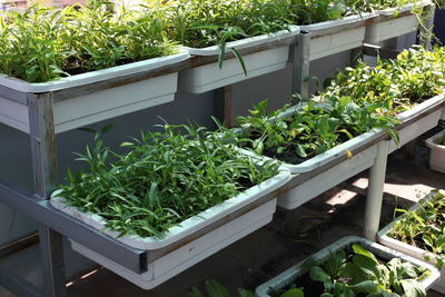 High angle view of potted plants in yard