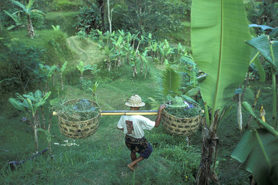 High angle view of plants in yard