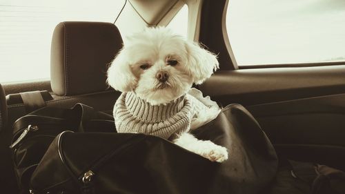 Bichon frise with luggage in car