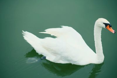 Swan swimming in lake