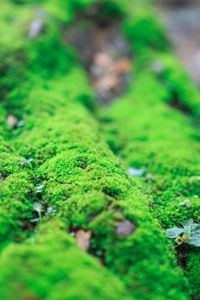 High angle view of moss growing on field